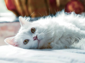 gatos blancos