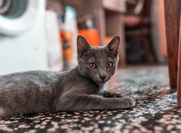 gatos grises
