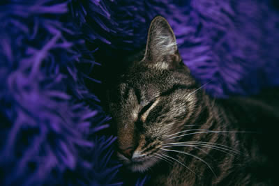 soñar con mi gato